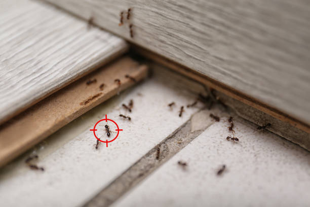 Insect Control in Mcrae Helena, GA
